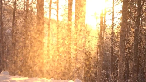 SLOW MOTION Shimmering snow falling on frosty trees in mountain forest at sunset Stock Footage