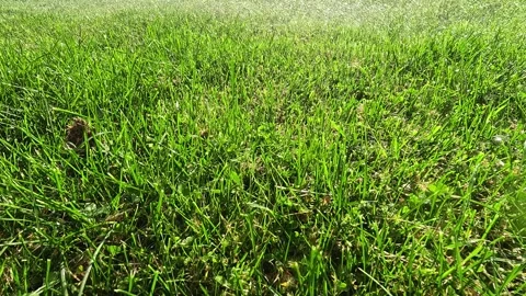 Slow motion shiny summer rain over fresh green grass Stock Footage 315703890
