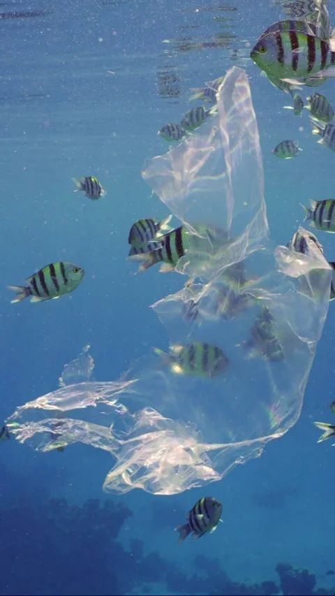 Slow motion, Shoal of Sergeant fish swims around plastic bag Stock Footage 246357156