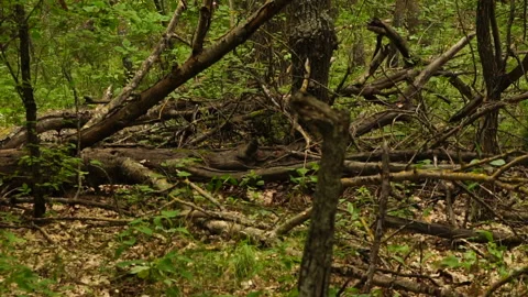 Slow motion shooting with a camera moving in a beautiful dense green forest, med Stock Footage 114622576