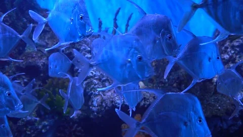Slow-motion shooting of fish and underwater world. The most beautiful predatory Stock Footage 73206371