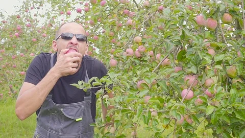 Slow motion shooting of a funny dancing and jumping farmer in the apple orchard 스톡 동영상 111004088