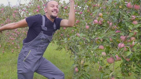 Slow motion shooting of a funny dancing and jumping farmer in the apple orchard Видео 111352965