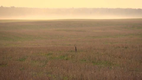 Slow motion shooting of a hare jumping on a field on a foggy morning. Stock Footage 103673865
