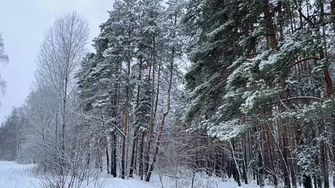 Slow-motion shooting of large flakes of snow in the forest. Stock Footage 262216721