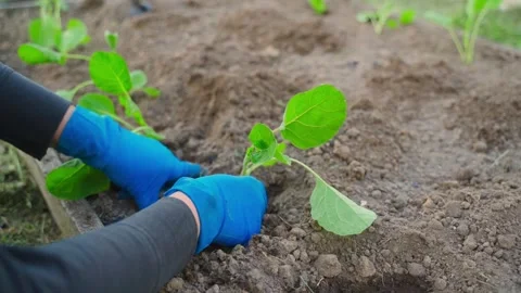 Slow-motion shooting of planting cabbage seedlings Stock Footage 311520375