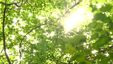 Slow motion shooting of sun rays that beautifully break through the dense crown  Stock Footage 114623776