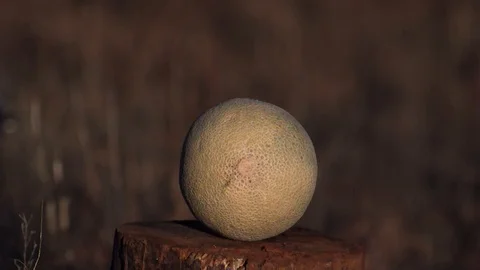 Slow Motion Shooting Things With Gun bullets &amp; Explosions 스톡 동영상 124245812