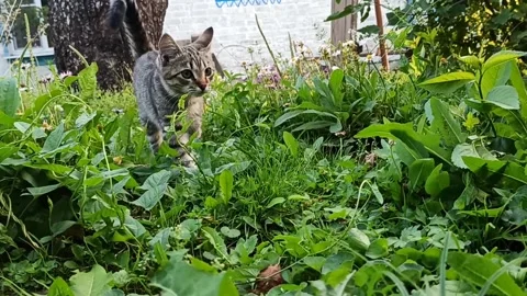 Slow-motion shooting yard short-haired gray tabby cat walks around the yard and Stock Footage 135359382