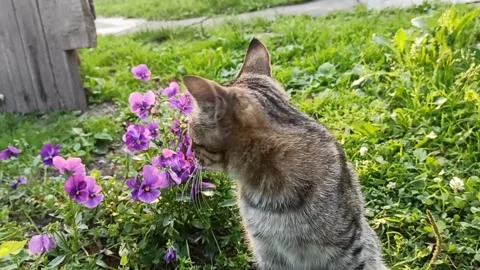 Slow motion short-haired yard meows and comes up against a background of Stock Footage 135359359