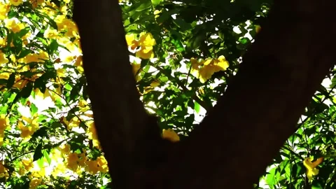 Slow motion shorter of Light shines through green leaves and yellow flowers. Stock Footage 169246355