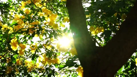 Slow motion shorter of Light shines through green leaves and yellow flowers. 스톡 동영상 169246430