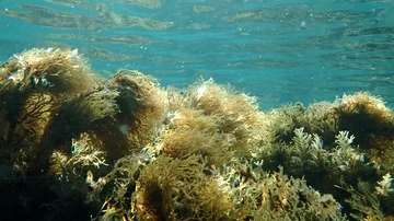 Slow motion shot of algae swaying underwater Stock Footage 85695891