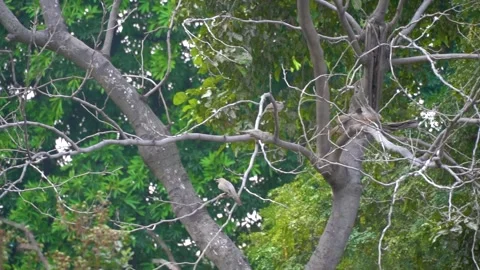 Slow motion shot of angry bird sitting on a tree (2) Stock Footage 252118358