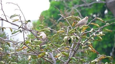 Slow motion shot of angry bird sitting on a tree (4) Stock Footage 252118360