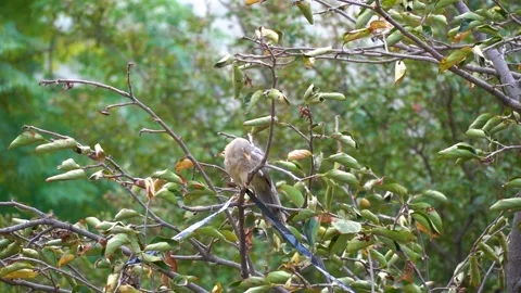 Slow motion shot of angry bird sitting on a tree (5) Stock Footage 252118361