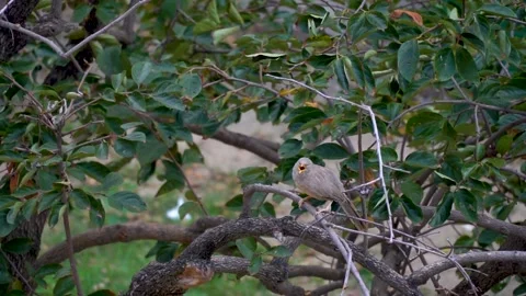 Slow motion shot of angry bird sitting on a tree (7) Stock Footage 252118385
