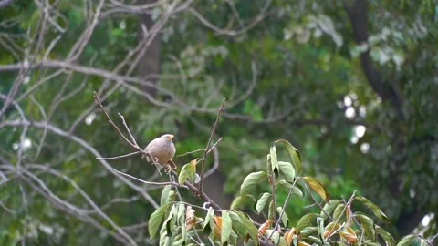 Slow motion shot of angry bird sitting on a tree (6) Stock Footage 252118386