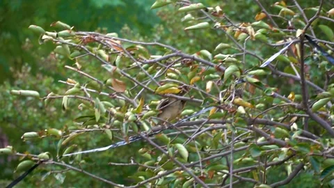 Slow motion shot of angry bird sitting on a tree (3) Stock Footage 252118396