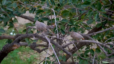 Slow motion shot of angry bird sitting on a tree (8) Stock Footage 252118397
