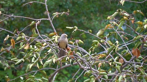 Slow motion shot of angry bird sitting on a tree (9) Stock-Footage 252118398