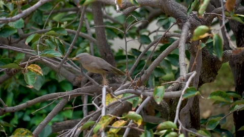 Slow motion shot of angry bird sitting on a tree (10) Stock Footage 252118403