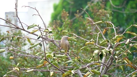 Slow motion shot of angry bird sitting on a tree (11) Stock Footage 252118416