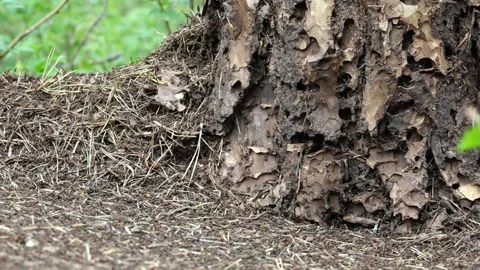 Slow motion shot of ants crawling on an anthill and pine tree bark Vídeos de archivo 336865651