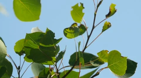 Slow motion shot of aspen leafs blowing in the wind Video stock 54307687