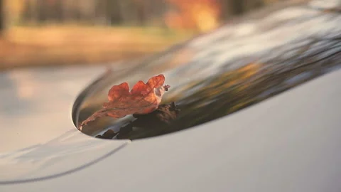 Slow motion shot of autumn falling leaves on car windshield. Fallen autumn Stock Footage 129304515