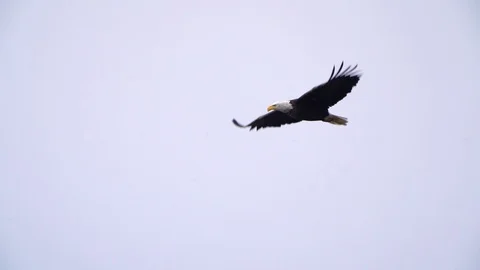 A slow motion shot of a Bald Eagle flying and soaring on a cold and cloudy 스톡 동영상 121834488