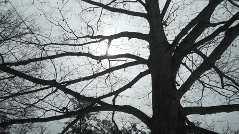 Slow motion shot of a bare tree on a cloudy day Stock Footage 130587770