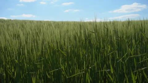 Slow motion shot of a barley field waving gently in the breeze. Unripe and green Stock Footage 130499074