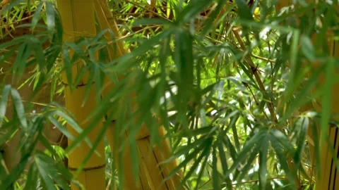 Slow motion shot of Beautiful  bamboo tree in a garden Stock Footage 200738560