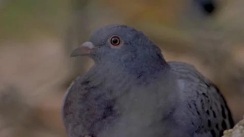 Slow motion shot of Beautiful  black pigeon in a garden Stock Footage 200725491