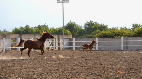 Slow-motion shot beautiful brown horse running in venue Stock Footage 121844216