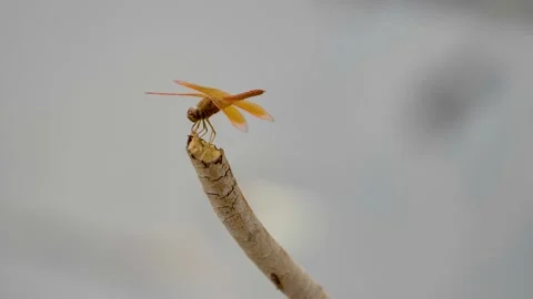 Slow motion shot of Beautiful  dragonfly in a garden Stock Footage 200726832