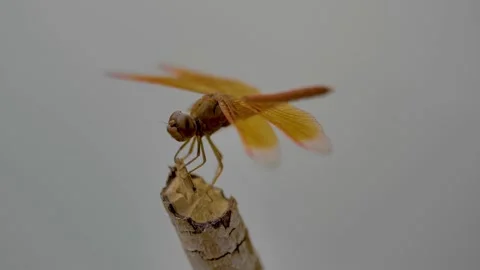 Slow motion shot of Beautiful  dragonfly in a garden (2) Stock Footage 200739886