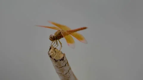 Slow motion shot of Beautiful  dragonfly in a garden (3) Stock Footage 200740774