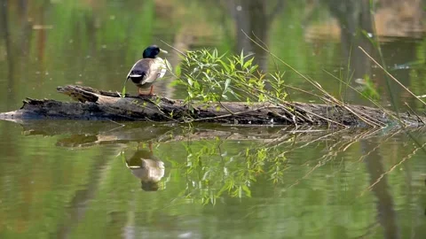 Slow motion shot of Beautiful  duck in a lake Stock Footage 200740824