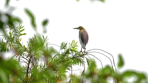 Slow motion shot of Beautiful  herons in a garden (2) Stock Footage 200727647