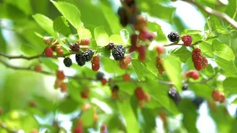 Slow motion shot of Beautiful  malburry in a garden Stock Footage 200729849