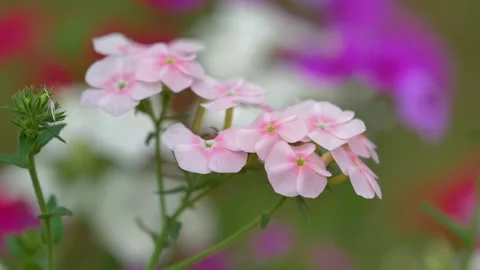 Slow motion shot of Beautiful  pink  flowers in a garden Stock Footage 200730742