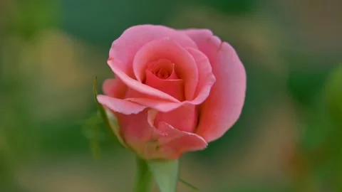 Slow motion shot of Beautiful  rose flowers in a garden Stock Footage 200730945