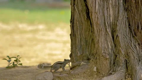 Slow motion shot of Beautiful  squirrel in a garden Stock Footage 200740335