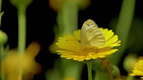 Slow motion shot of Beautiful  white butterfly sitting on yellow flower  in  Stock Footage 200732011