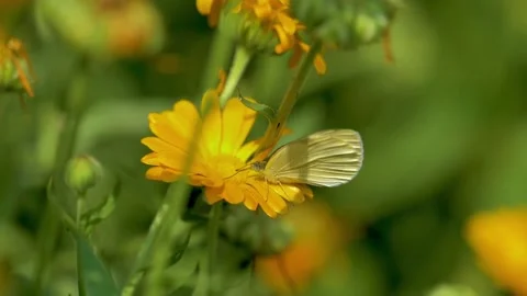 Slow motion shot of Beautiful  white butterfly sitting on yellow flower  in  Stock Footage 200733903