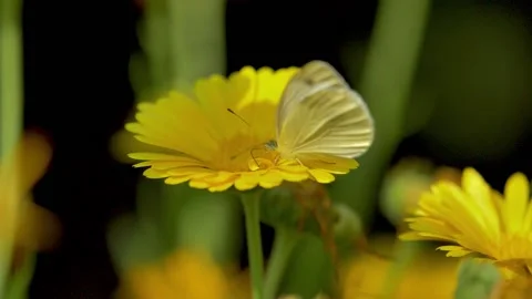 Slow motion shot of Beautiful  white butterfly sitting on yellow flower  in  Stock Footage 200734453