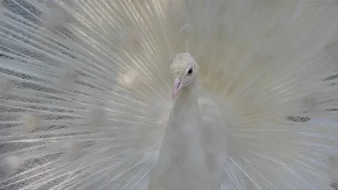 Slow motion shot of Beautiful  white peacock in a garden (3) Stock Footage 200735801