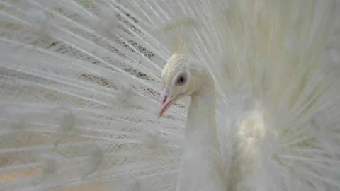 Slow motion shot of Beautiful  white peacock in a garden Stock Footage 200735806
